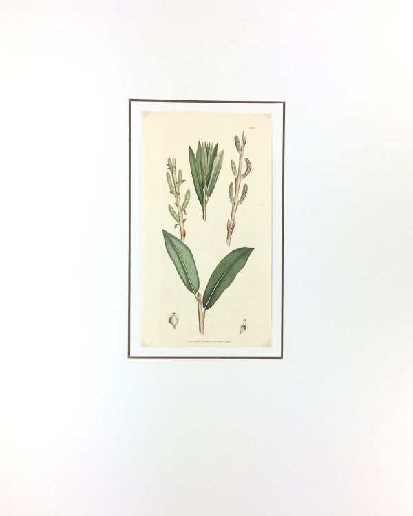 Botanical Print - Botanical, Sowerby, 1804