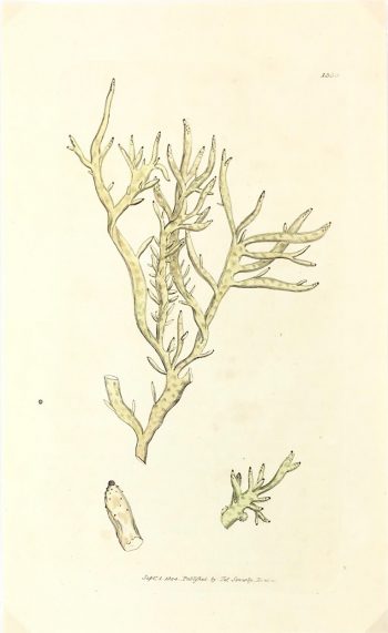 Botanical Print - Botanical, Sowerby, 1804