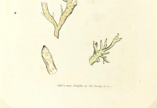Botanical Print - Botanical, Sowerby, 1804