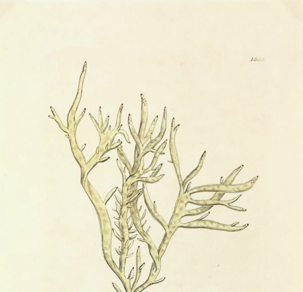 Botanical Print - Botanical, Sowerby, 1804
