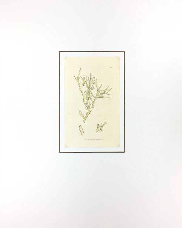 Botanical Print - Botanical, Sowerby, 1804