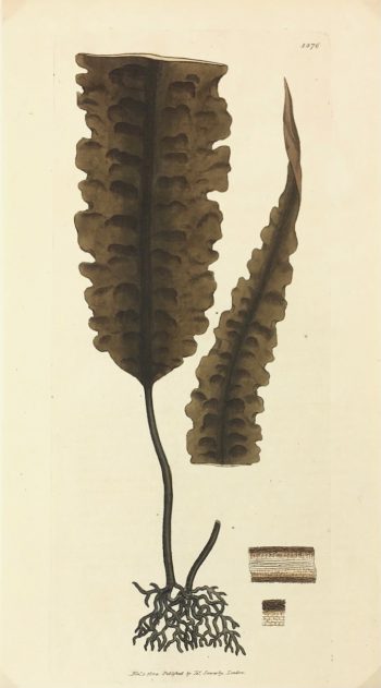 Botanical Print - Botanical, Sowerby, 1804