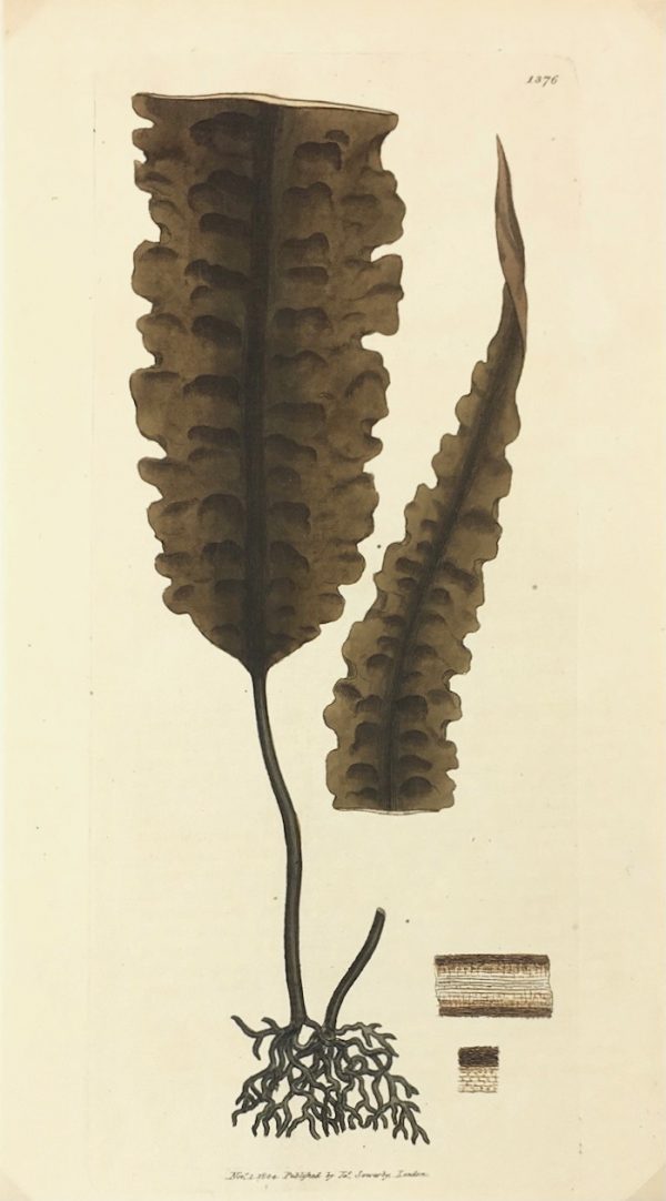 Botanical Print - Botanical, Sowerby, 1804