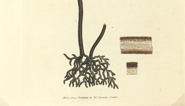 Botanical Print - Botanical, Sowerby, 1804