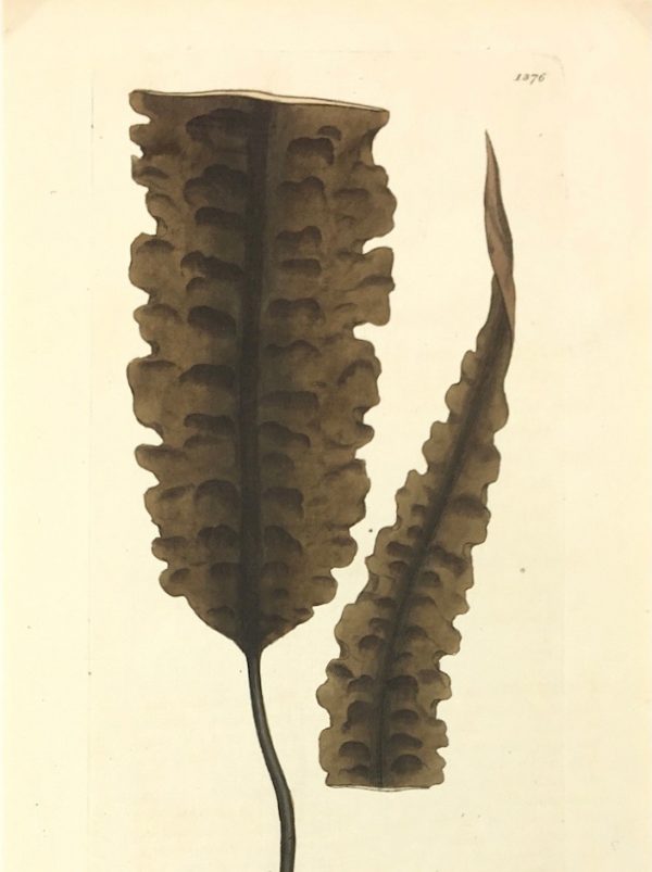 Botanical Print - Botanical, Sowerby, 1804