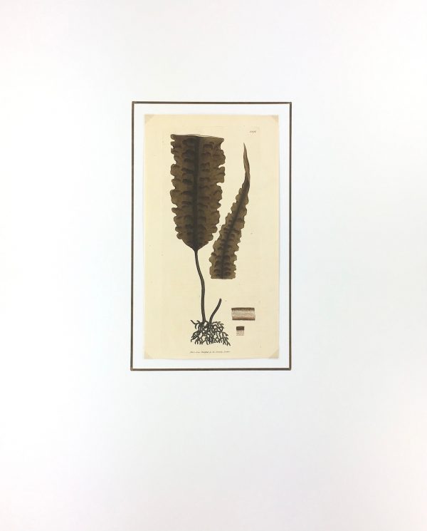 Botanical Print - Botanical, Sowerby, 1804