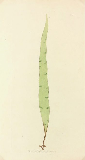 Botanical Print - Botanical, Sowerby, 1804