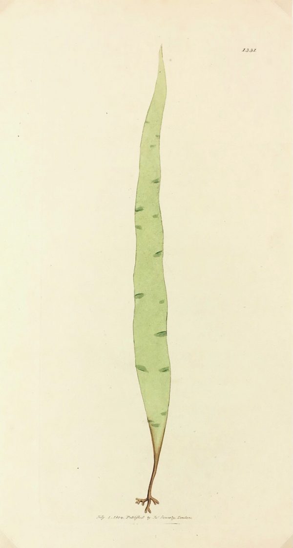 Botanical Print - Botanical, Sowerby, 1804