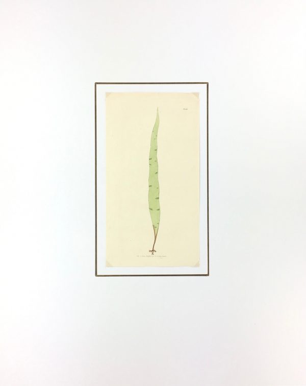 Botanical Print - Botanical, Sowerby, 1804