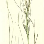 Botanical Print - Botanical, Sowerby, 1804