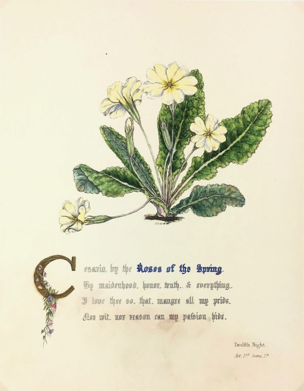 Botanical Print - Roses of the spring, Milton, 1846