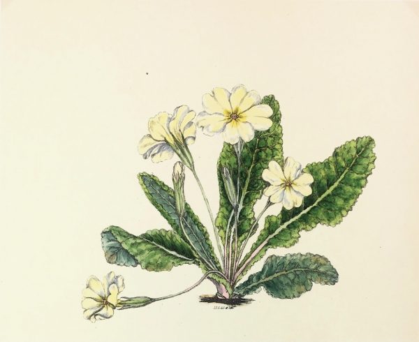 Botanical Print - Roses of the spring, Milton, 1846