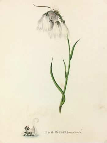 Botanical Print - Botanical, Milton, 1846