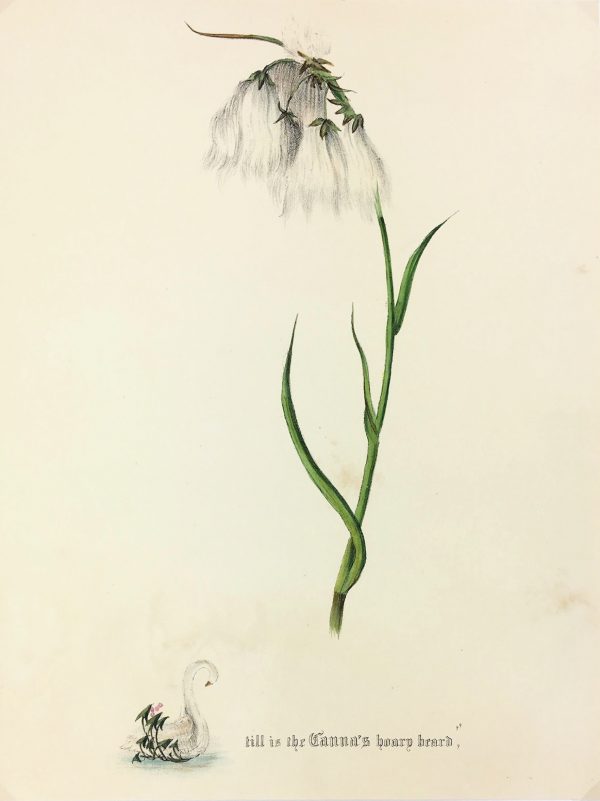 Botanical Print - Botanical, Milton, 1846
