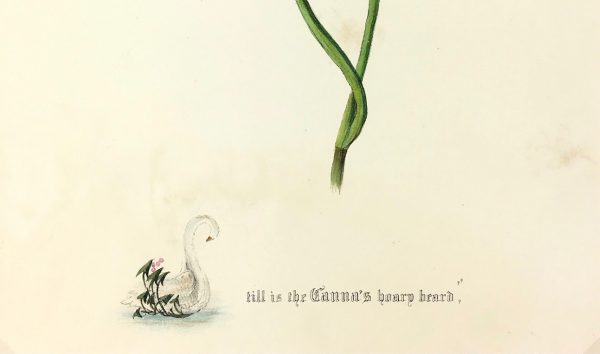 Botanical Print - Botanical, Milton, 1846
