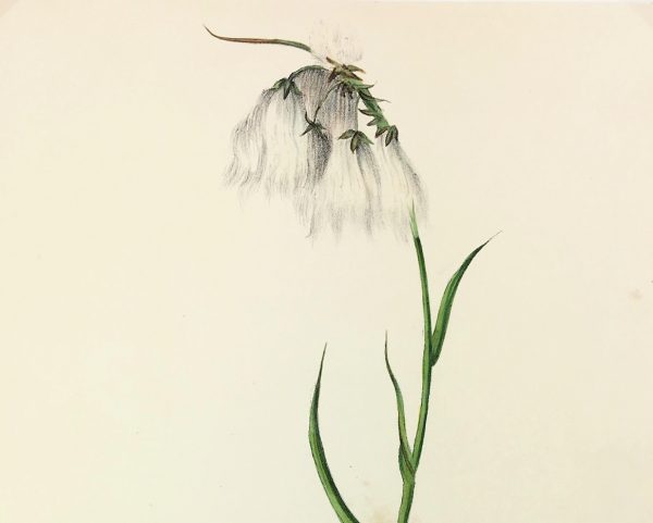 Botanical Print - Botanical, Milton, 1846