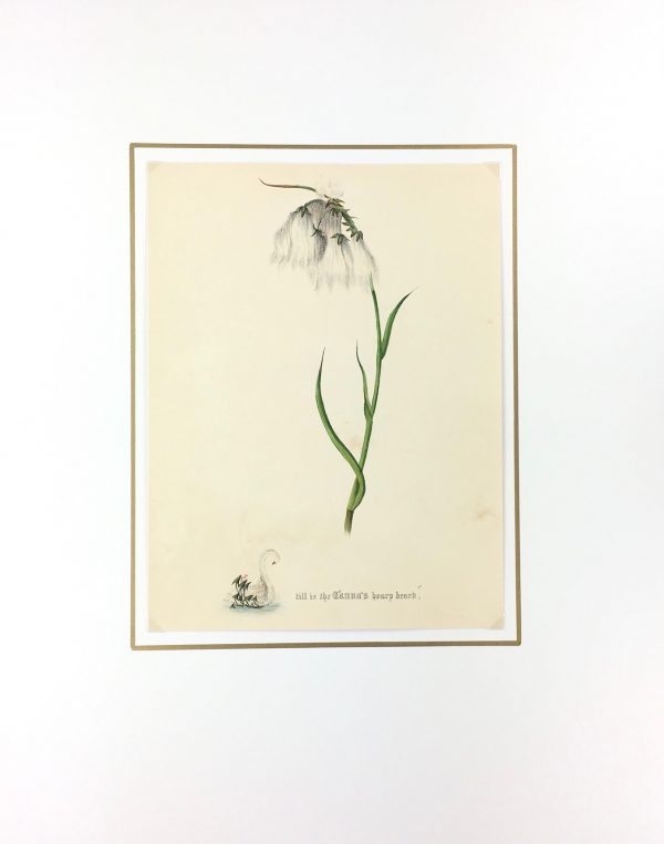 Botanical Print - Botanical, Milton, 1846