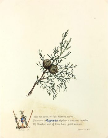 Botanical Print - Cypress, Milton, 1846