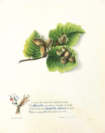 Botanical Print - Hazel, Milton, 1846