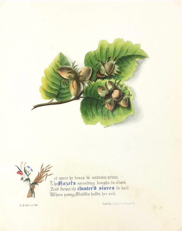 Botanical Print - Hazel, Milton, 1846