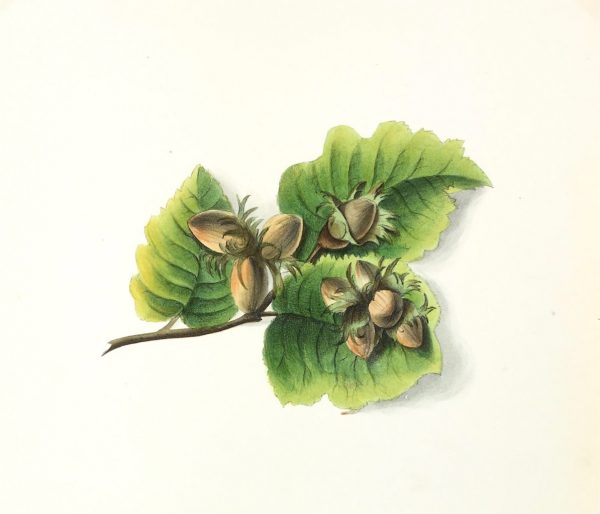 Botanical Print - Hazel, Milton, 1846