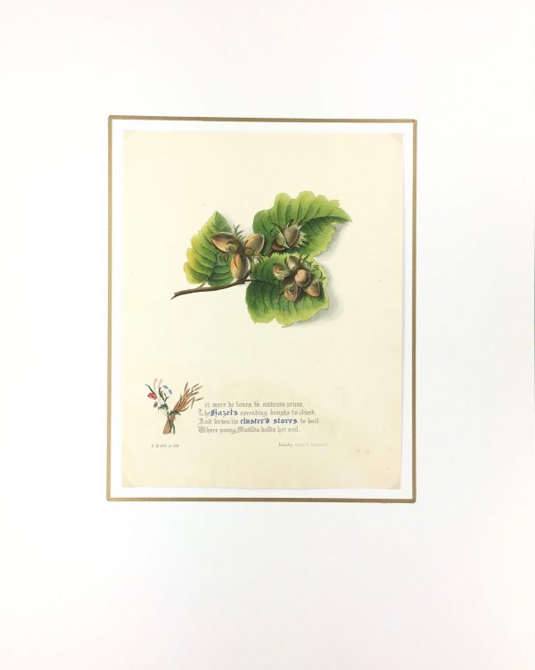 Botanical Print - Hazel, Milton, 1846
