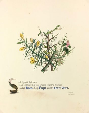 Botanical Print - Gorse and Thorn, Milton, 1846