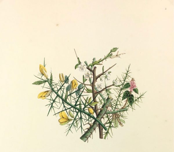 Botanical Print - Gorse and Thorn, Milton, 1846