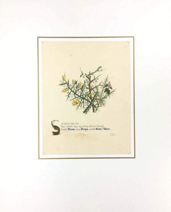 Botanical Print - Gorse and Thorn, Milton, 1846