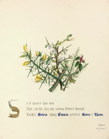 Botanical Print - Gorse and Thorn, Milton, 1846