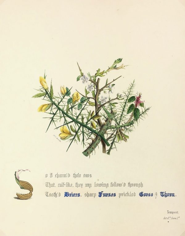 Botanical Print - Gorse and Thorn, Milton, 1846