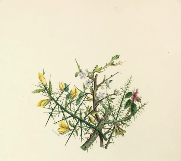 Botanical Print - Gorse and Thorn, Milton, 1846