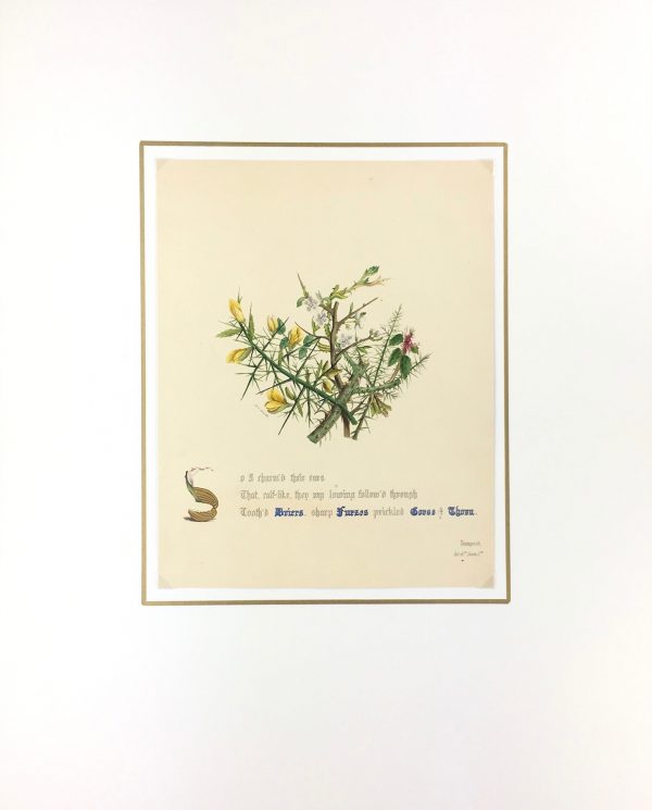 Botanical Print - Gorse and Thorn, Milton, 1846