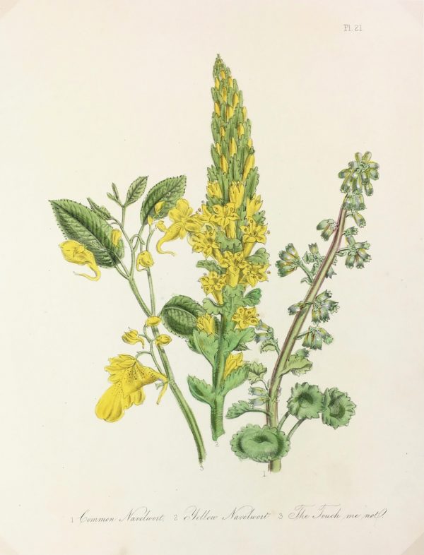 Botanical Print - Botanical, c.1870
