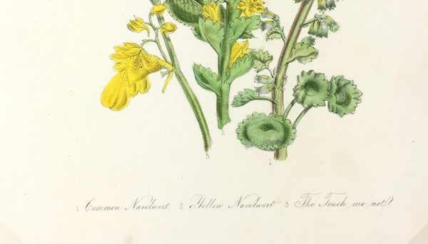 Botanical Print - Botanical, c.1870