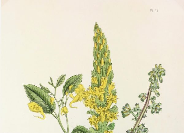 Botanical Print - Botanical, c.1870