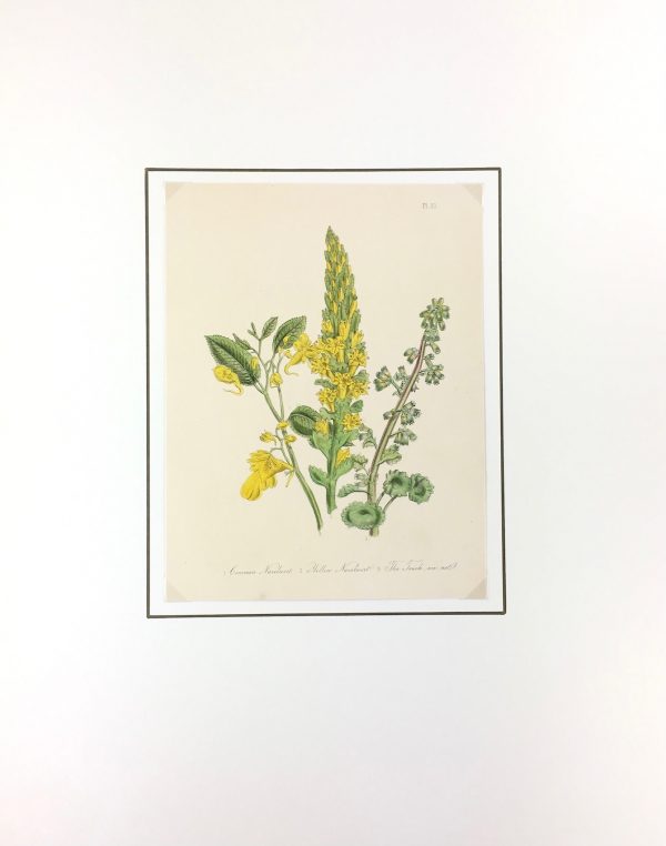 Botanical Print - Botanical, c.1870