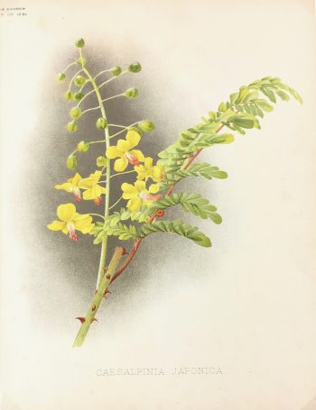Botanical Print - Botanical, 1891