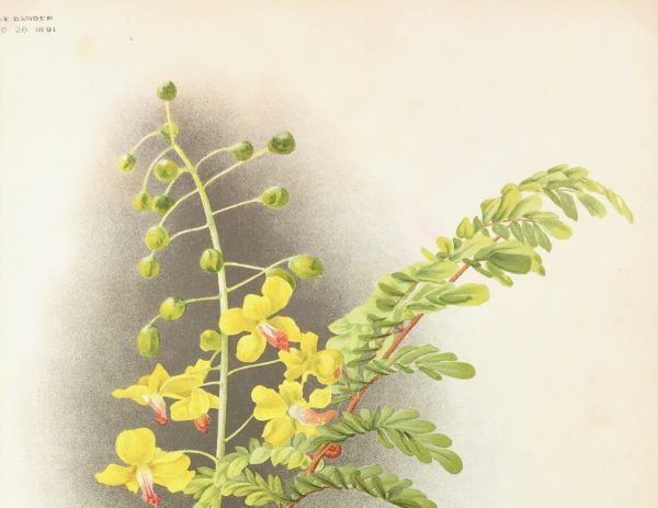 Botanical Print - Botanical, 1891