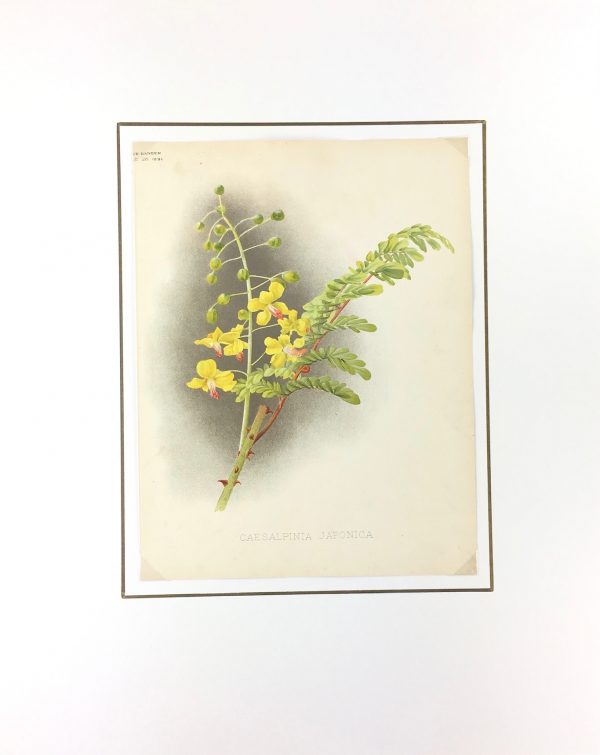 Botanical Print - Botanical, 1891