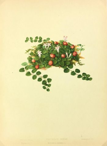 Botanical Print - American Flowers, 1886