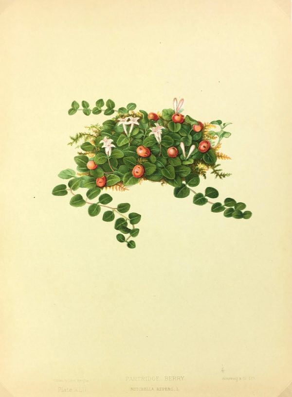 Botanical Print - American Flowers, 1886