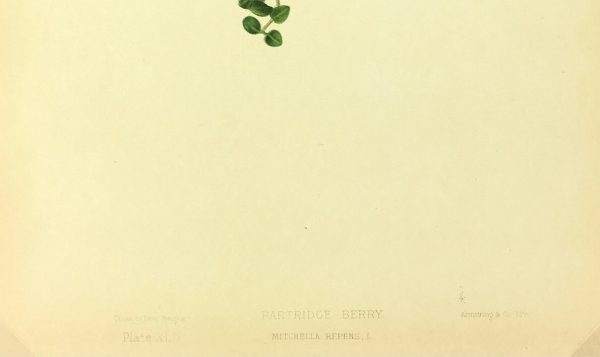 Botanical Print - American Flowers, 1886