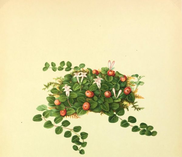 Botanical Print - American Flowers, 1886