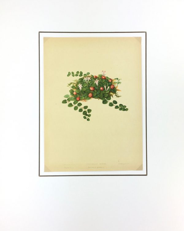 Botanical Print - American Flowers, 1886