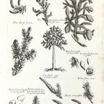 Botanical Print - Botanical, M Valentini, 1719