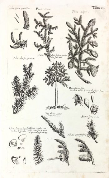 Botanical Print - Botanical, M Valentini, 1719