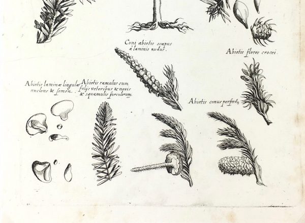 Botanical Print - Botanical, M Valentini, 1719