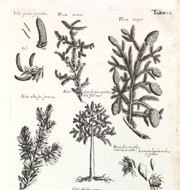 Botanical Print - Botanical, M Valentini, 1719
