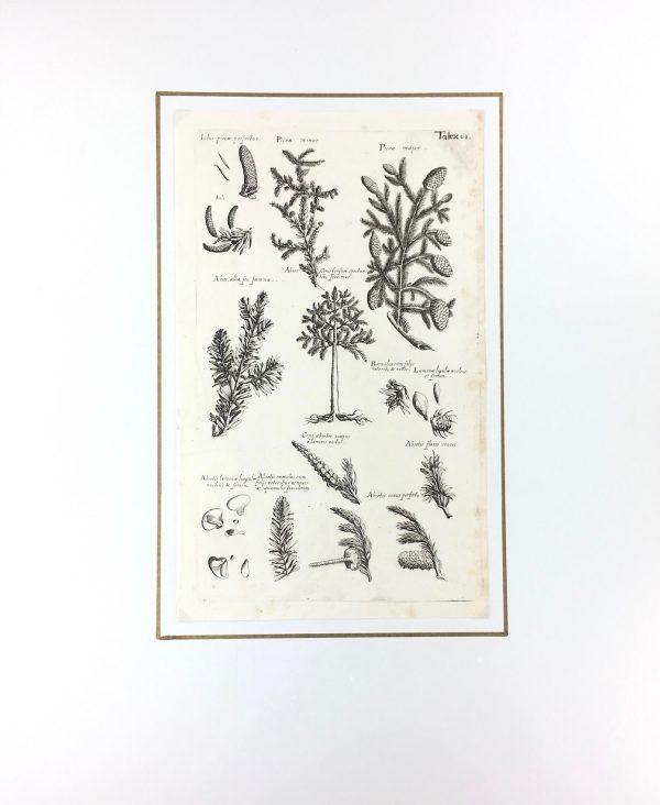 Botanical Print - Botanical, M Valentini, 1719
